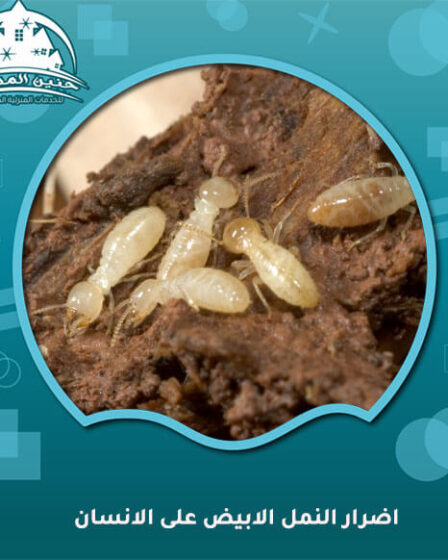 اضرار النمل الابيض على الانسان